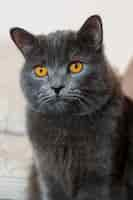 Free photo british shorthair cat