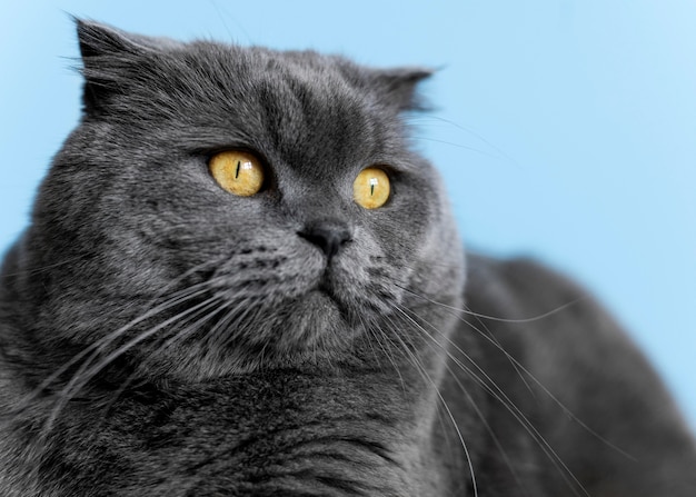 British shorthair kitty with monochrome wall behind her