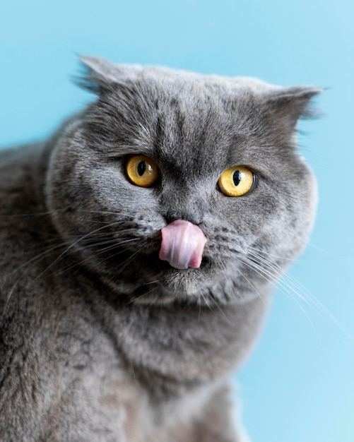 Free photo british shorthair kitty with monochrome wall behind her