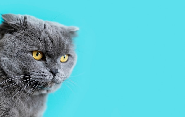 Free Photo british shorthair kitty with monochrome wall behind her