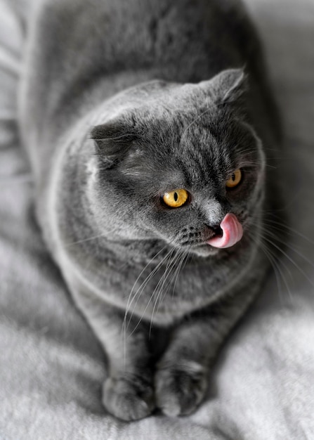 Free photo british shorthair kitty with monochrome wall behind her