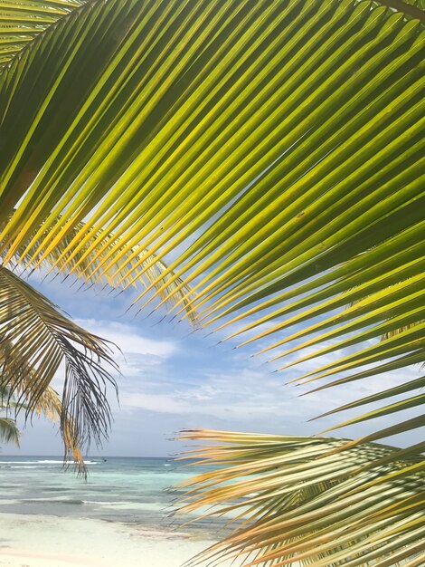 Broad palm leaves raise up to the skies