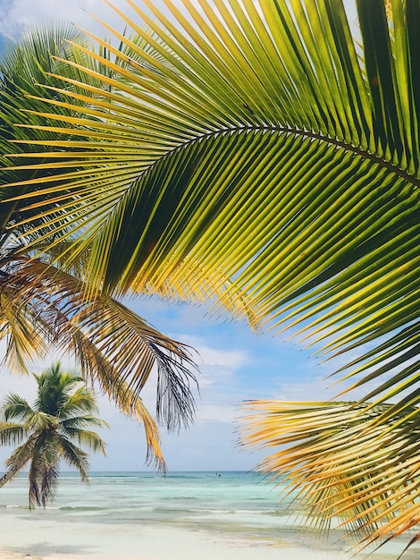 Broad palm leaves raise up to the skies