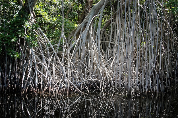 broad river close to Black River in Jamaica, exotic landscape in mangroves