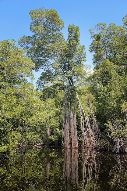 Free Photo broad river close to black river in jamaica, exotic landscape in mangroves