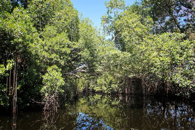 Free Photo broad river close to black river in jamaica, exotic landscape in mangroves