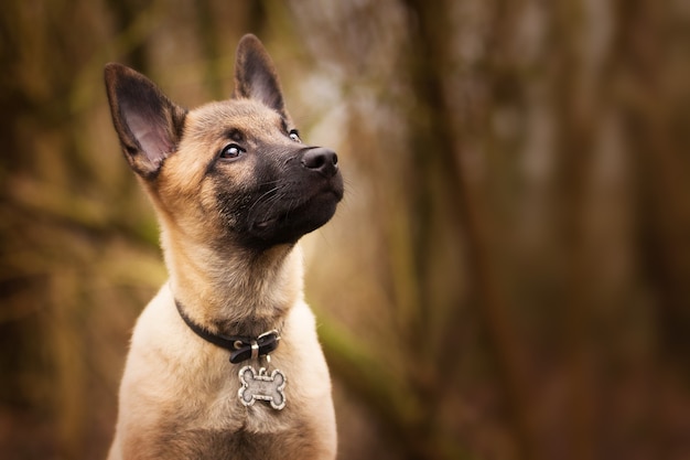 brooding Belgian Shepherd with a funny collar