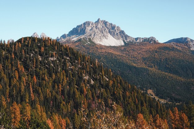 Brow and green tree on moutain