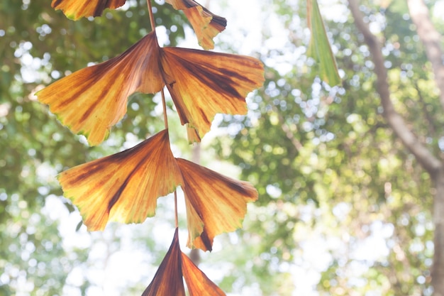 Free photo brown back soft scene deciduous lush