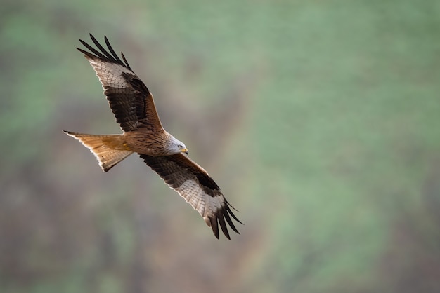 Brown Bat hawk flying in the air on a blurred background