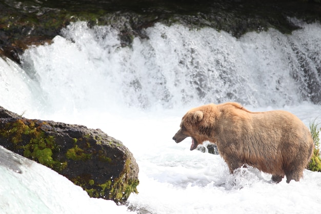 Free photo brown bear catching a fish in the river in alaska