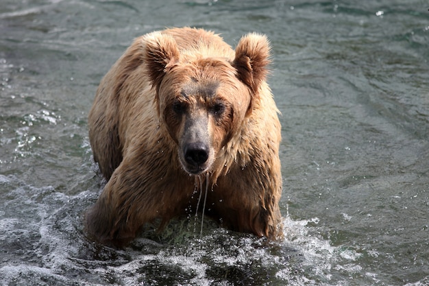 Free Photo brown bear catching a fish in the river in alaska