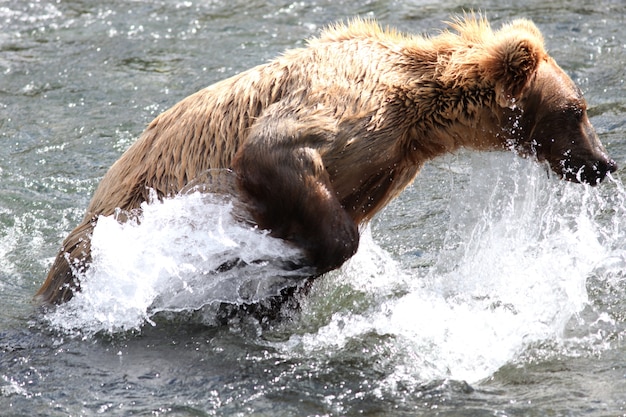 Free Photo brown bear catching a fish in the river in alaska