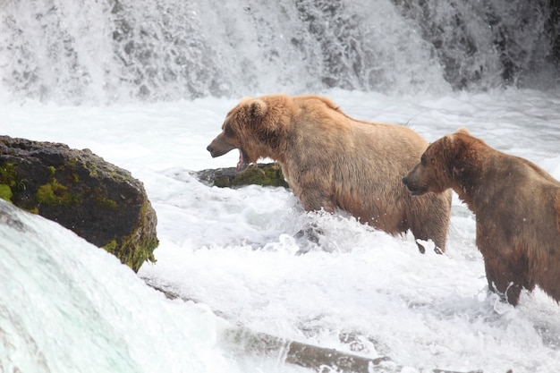 Free photo brown bear catching a fish in the river in alaska