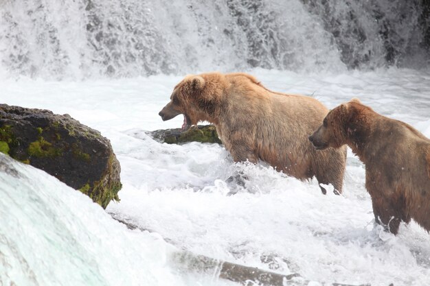 Brown bear catching a fish in the river in Alaska