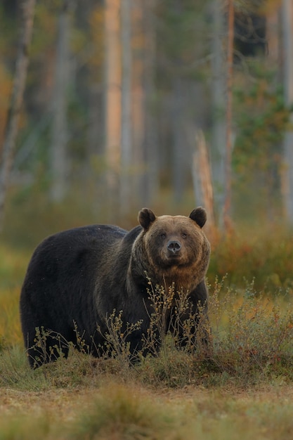 Free photo brown bear in the nature habitat of finland