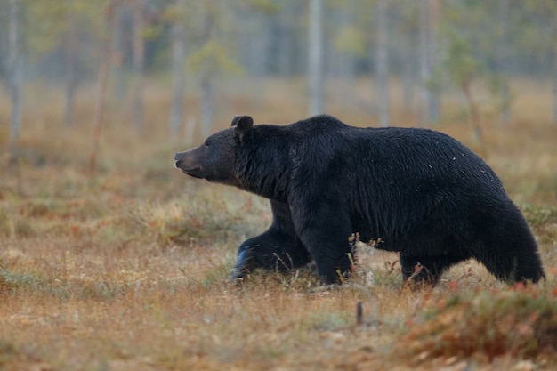 Brown bear in the nature habitat of finland 