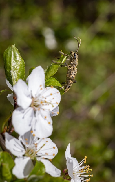 Free Photo brown beetle sitting on white flower