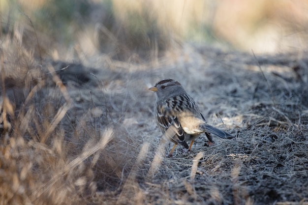 Free photo brown bird on brown grass during daytime