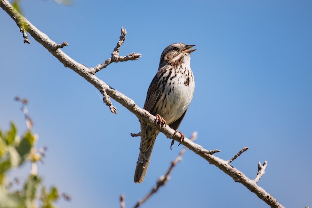 Brown bird on brown tree branch during daytime