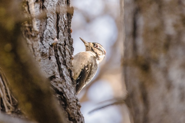 Free Photo brown bird on brown tree branch