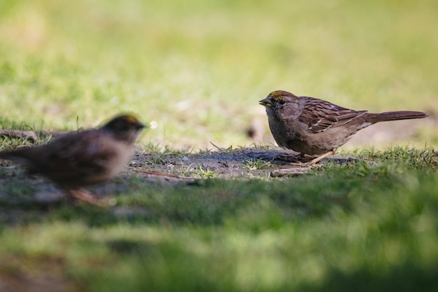 Brown bird on green grass during daytime