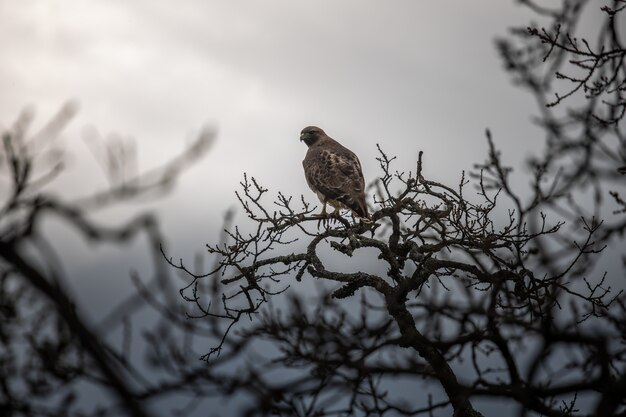 Free Photo brown bird on tree branch during daytime