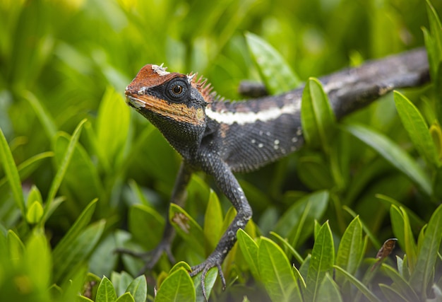 Brown and black bearded dragon on green grass