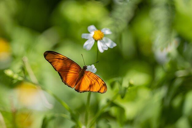 Brown and black butterfly perched on white flower