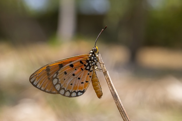 Brown and black butterfly on stem