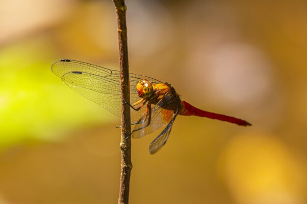 Brown and black dragonfly perched on brown stem