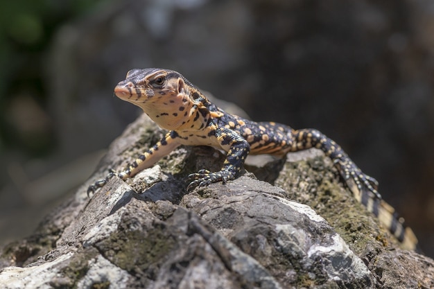 Free photo brown and black leopard on gray rock