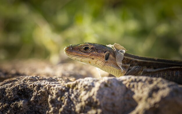 Brown and black lizard on rock