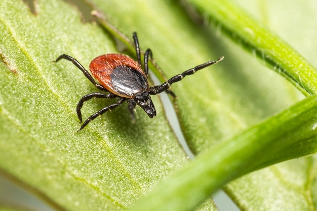 Brown and black spider on green leaf