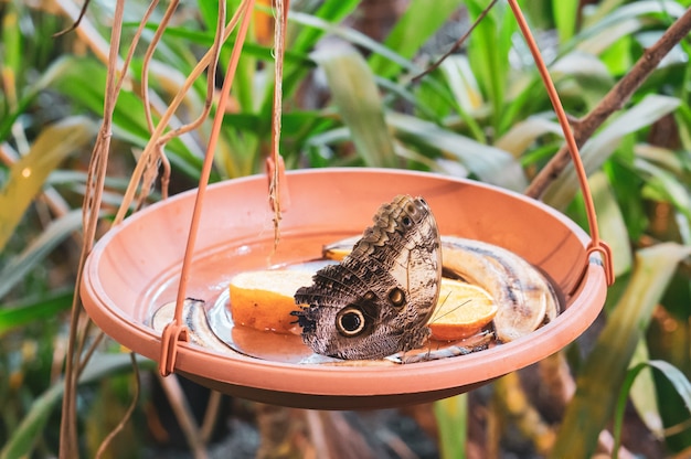 Free photo brown butterfly in a pot with orange slices and banana peels