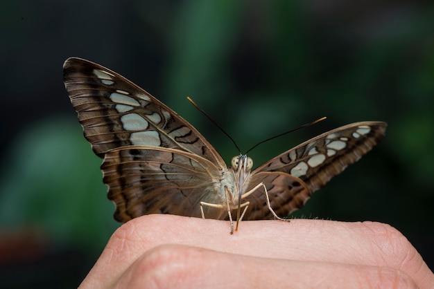 Free photo brown butterfly standing on a hand