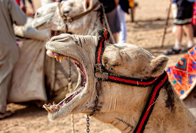 Brown camel close up