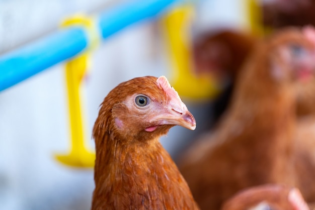 Brown chickens in farm