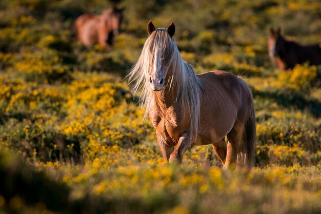 Brown Chincoteague pony in a field covered in greenery under the sunlight