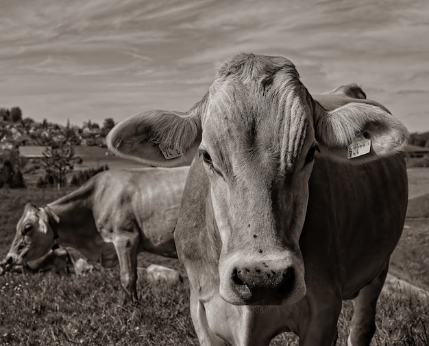 Brown cow on brown field