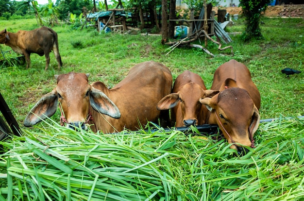 Free Photo brown cow eatting grass