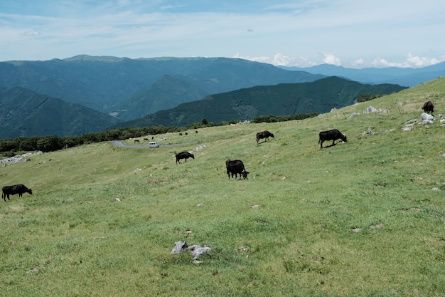 Brown cows grazing in the grass field on a hill surrounded by mountains under a blue sky