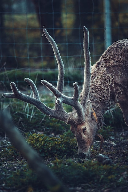 Free photo brown deer eating grass in a fenced area