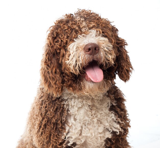 Brown dog close up with tongue out