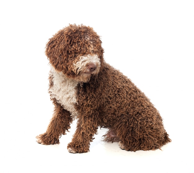 Brown dog sitting with curly hair