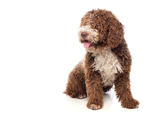 Free photo brown dog sitting with tongue out