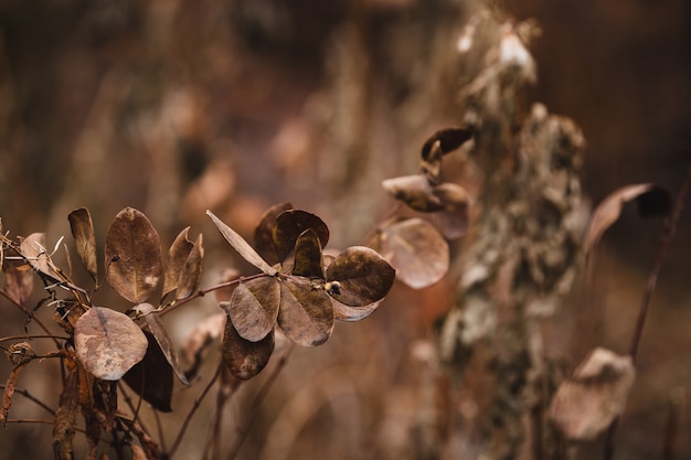 Free Photo brown dried leaves on a branch