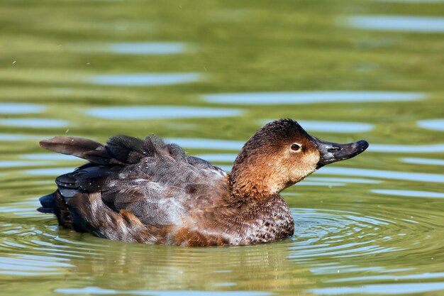 brown duck on a lake