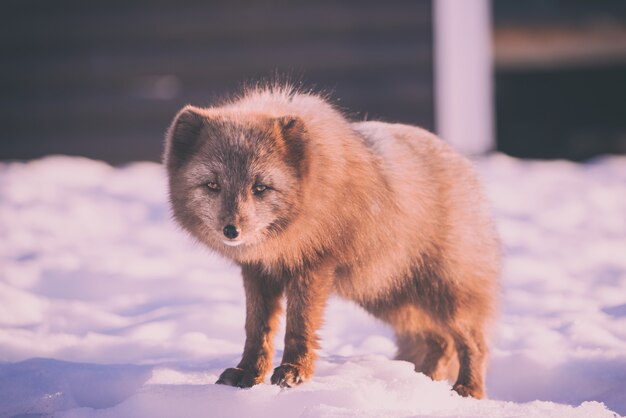 Brown fox standing on snow-covered ground during daytime