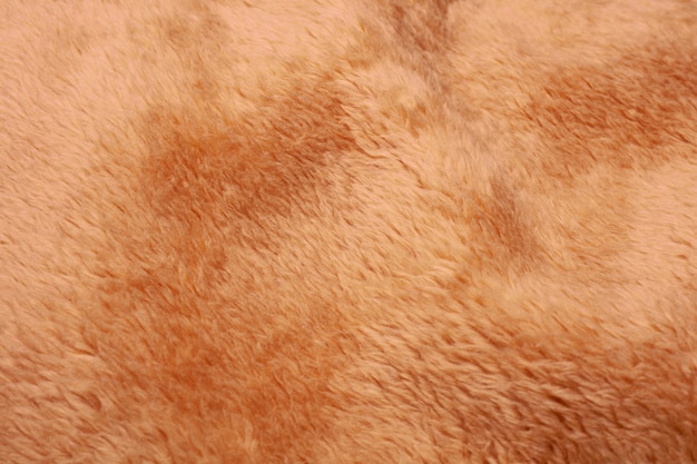 Free photo brown fur close up detail